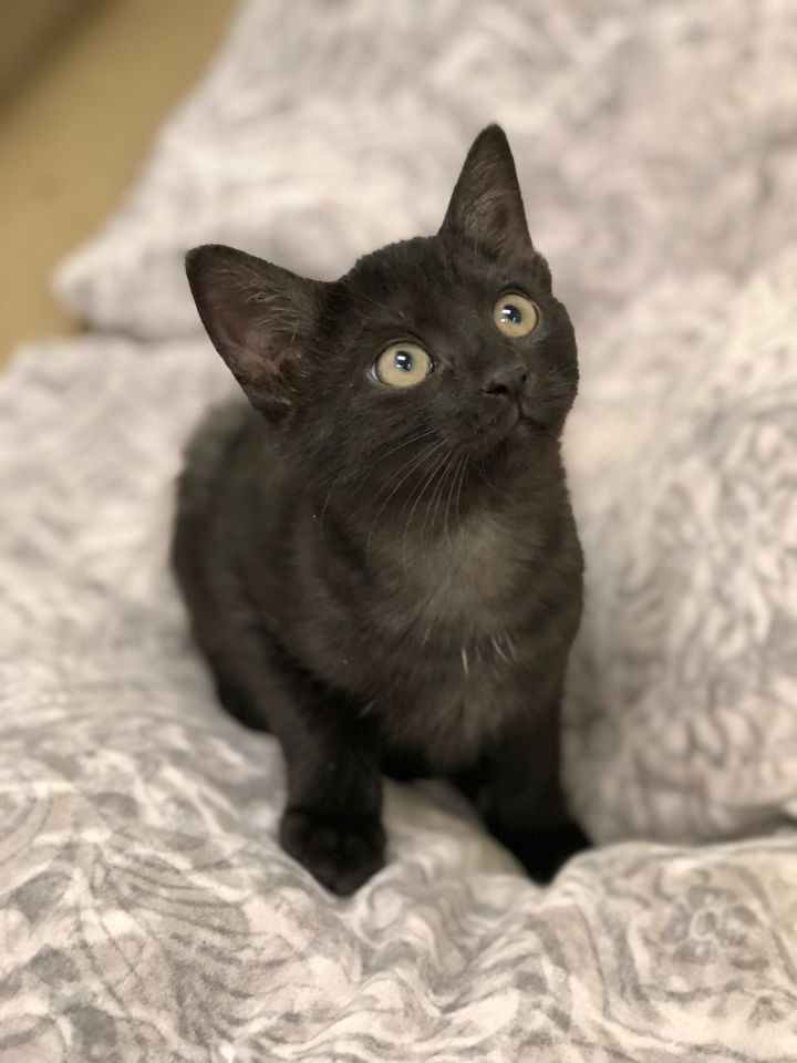 Elvira! Kitten! 1