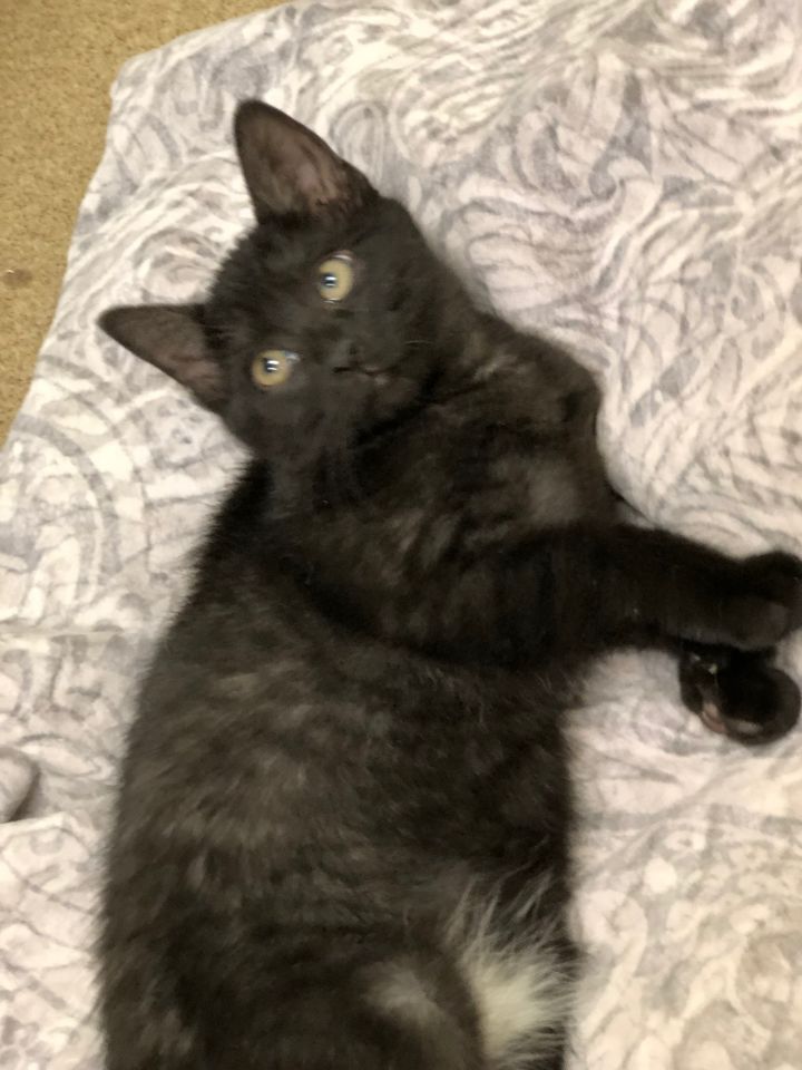 Elvira! Kitten! 3