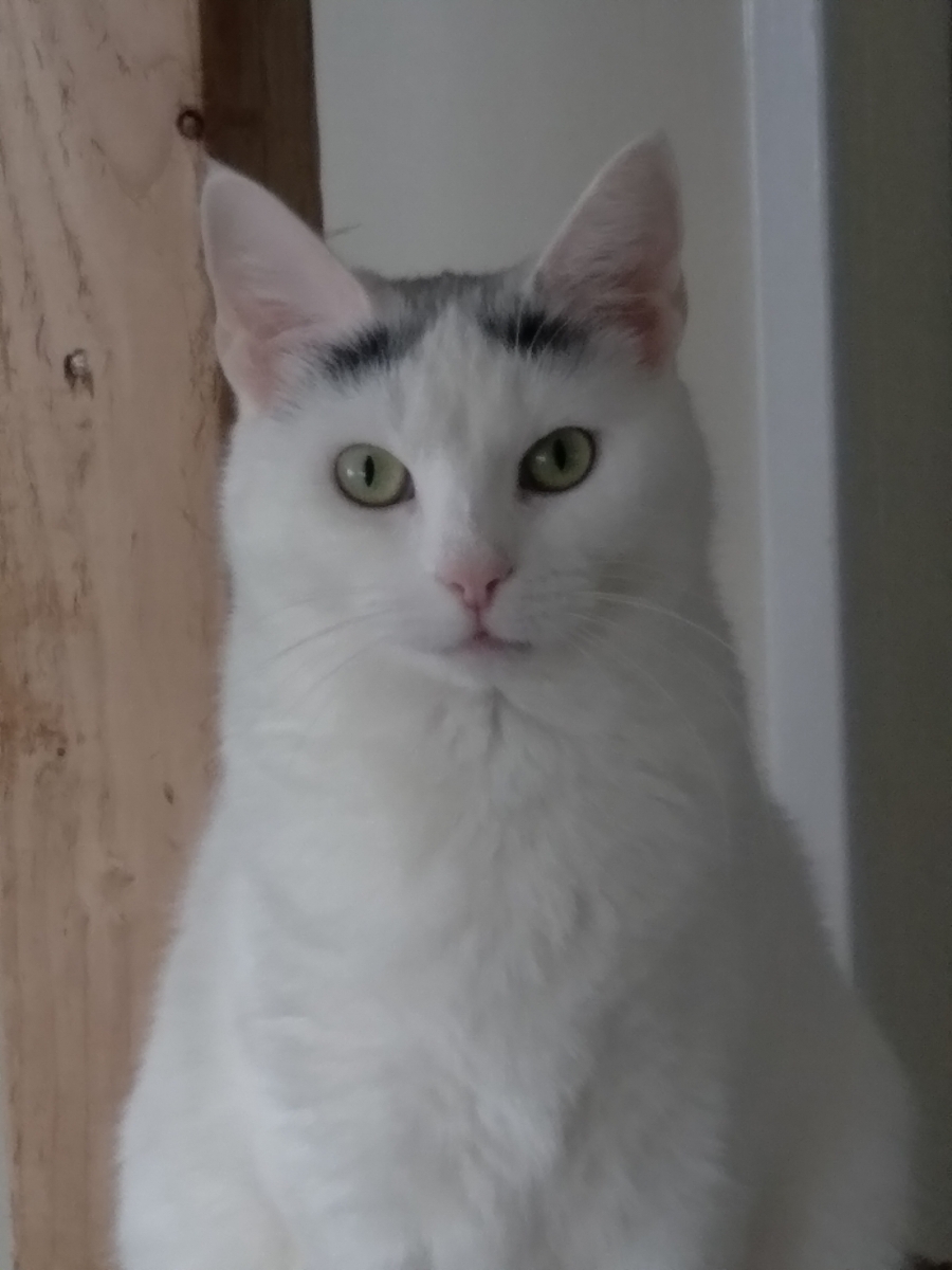 Tootsie, an adoptable Domestic Short Hair in Selden, NY, 11784 | Photo Image 1