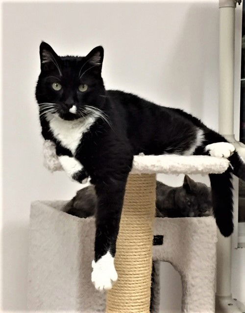 Bart (aka Bartleby), an adoptable Domestic Short Hair in Seal Beach, CA, 90740 | Photo Image 1