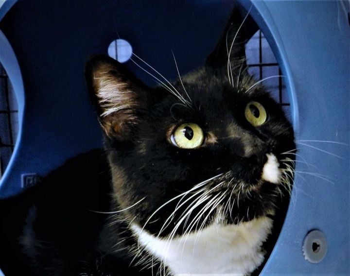 Bart (aka Bartleby) 2