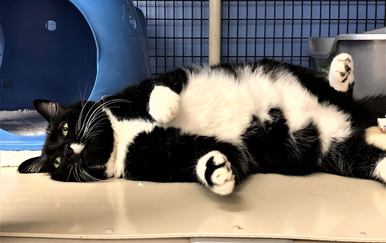 Bart (aka Bartleby), an adoptable Domestic Short Hair in Seal Beach, CA, 90740 | Photo Image 3