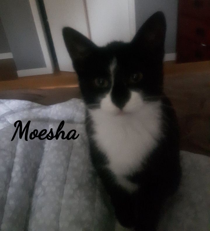 Moesha 3