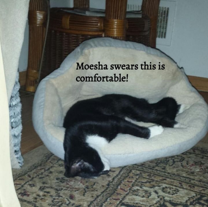 Moesha 5