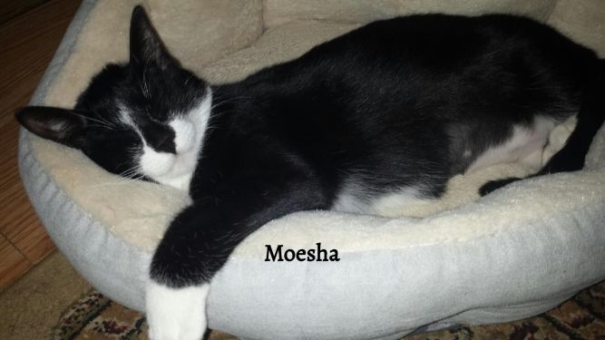 Moesha