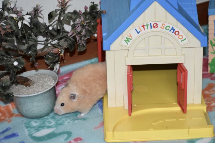Hamtaro, an adopted Hamster in Burlingham, NY_image-3
