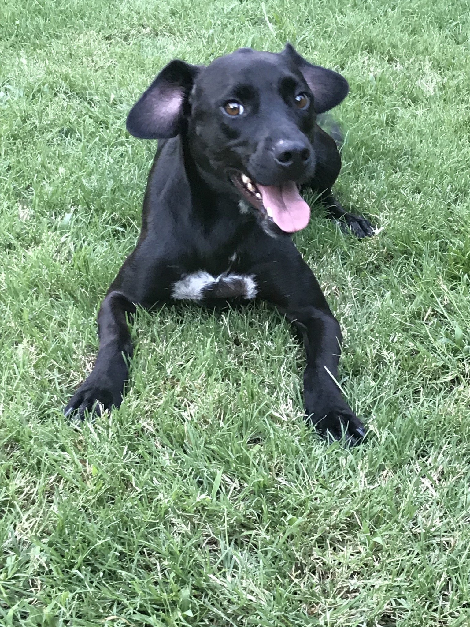 Billy Bob, an adoptable Labrador Retriever in Albemarle, NC, 28001 | Photo Image 1