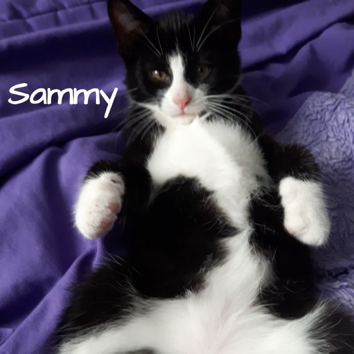 Sammy 3
