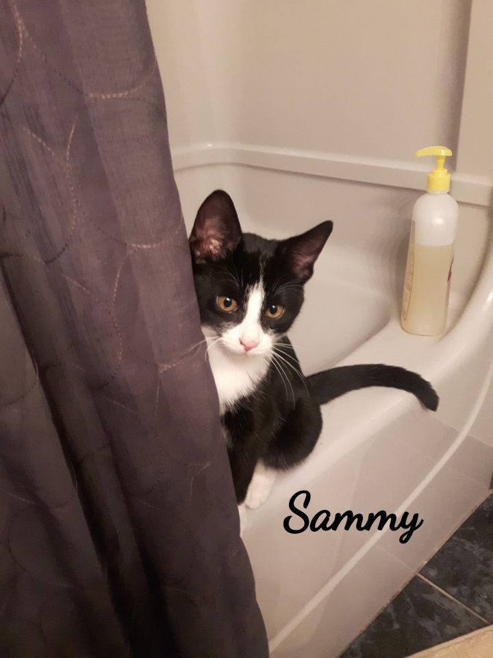 Sammy 4