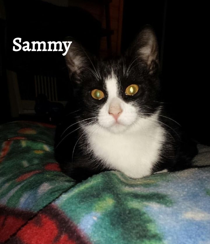 Sammy 1
