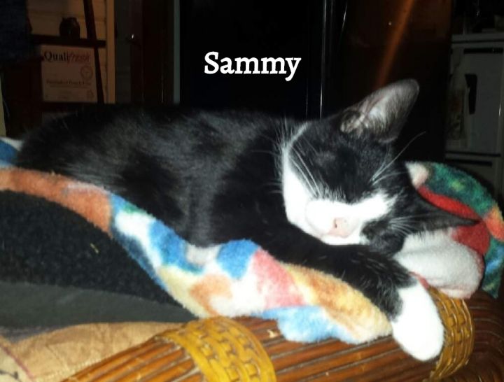 Sammy 6