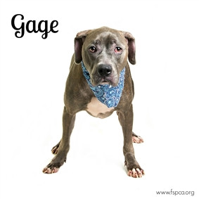 Gage 1