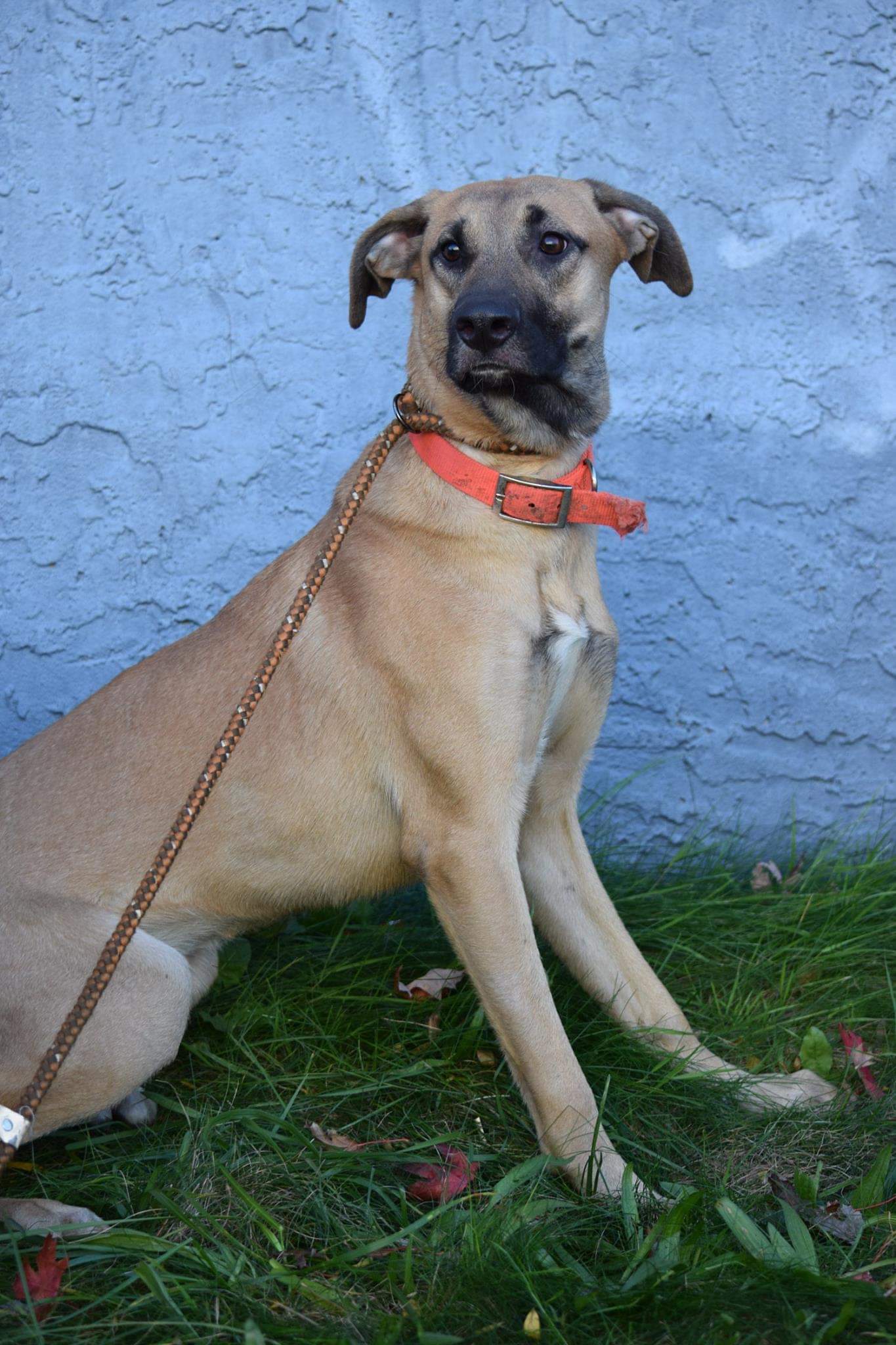 are mastiff german shepherd mix good dogs