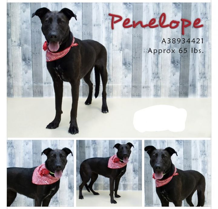 Dog for adoption - Penelope, a Labrador Retriever & German ...