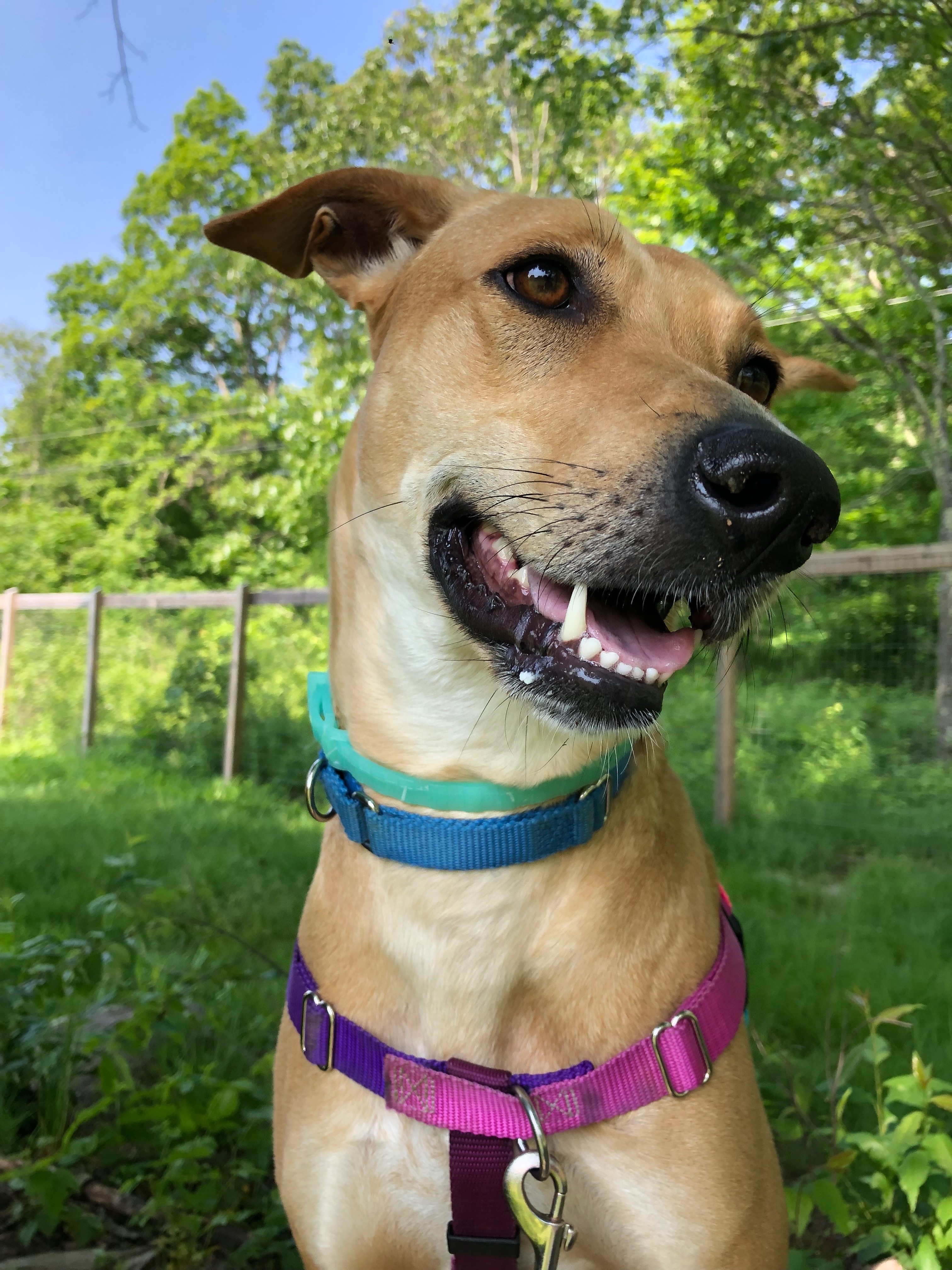 Brooke, an adoptable Saluki, Greyhound in Manchester, CT, 06045 | Photo Image 1