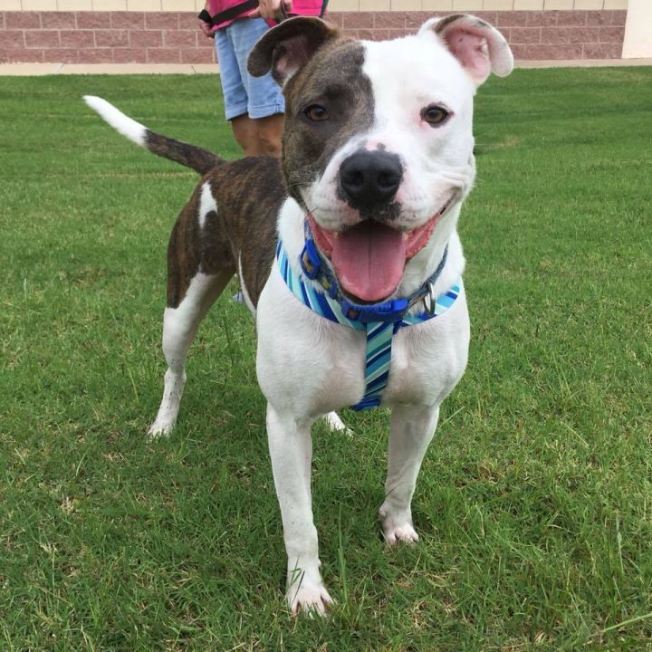 Oscar, an adoptable Pit Bull Terrier & American Bulldog Mix in Oklahoma City, OK_image-2
