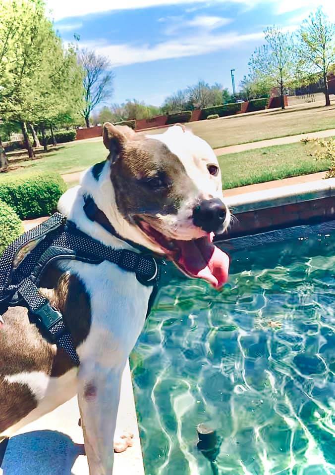 Oscar, an adoptable Pit Bull Terrier, American Bulldog in Oklahoma City, OK, 73189 | Photo Image 3