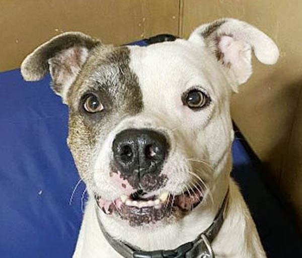 Oscar, an adoptable Pit Bull Terrier & American Bulldog Mix in Oklahoma City, OK_image-5