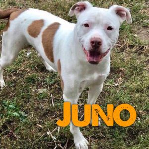 Juno