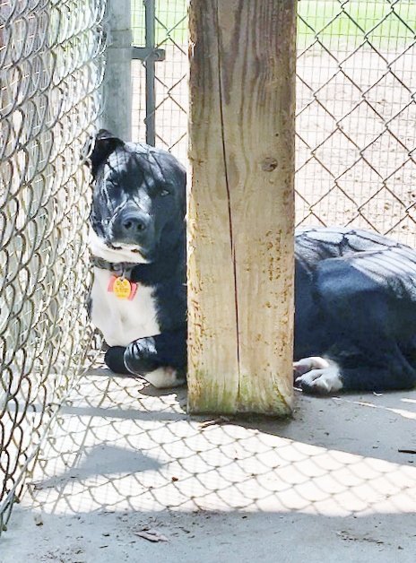 Sox, an adoptable Labrador Retriever in Montgomery, AL, 36106 | Photo Image 1