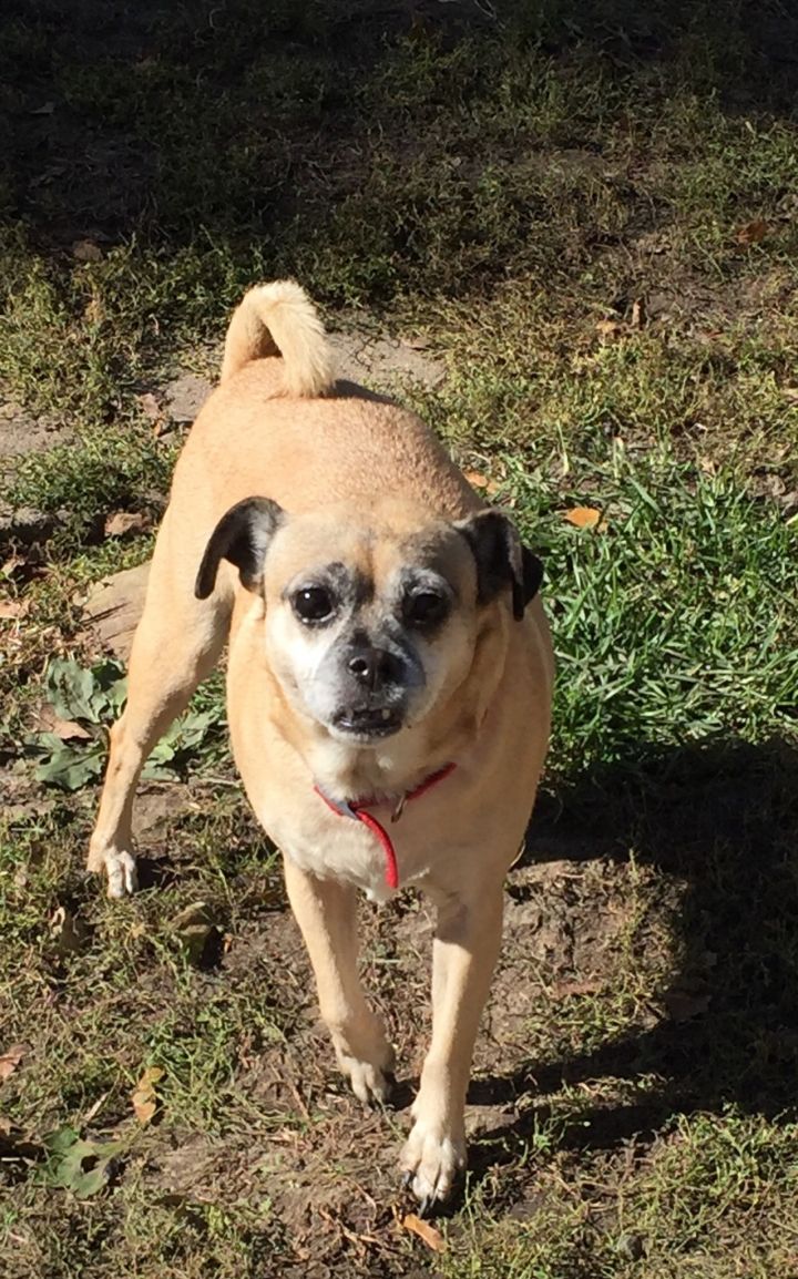 Made By Counterpoint Magazine Chihuahua Pug Dog
