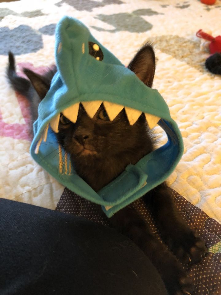 Baby Shark 1