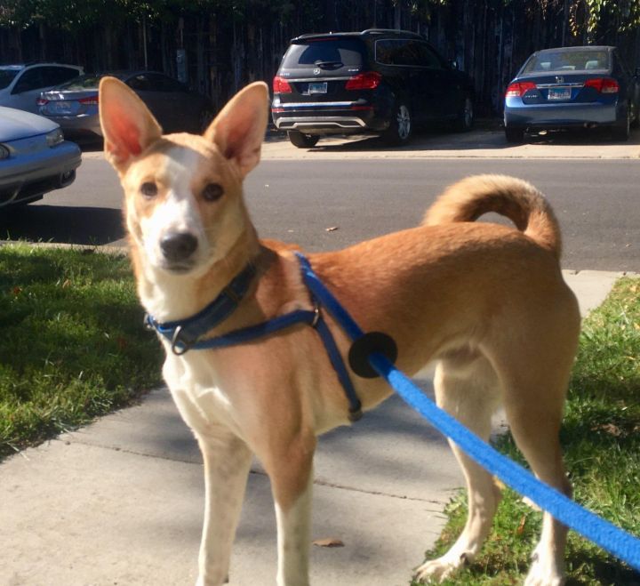 Dog For Adoption Tom A Mixed Breed In Barrington Hills Il