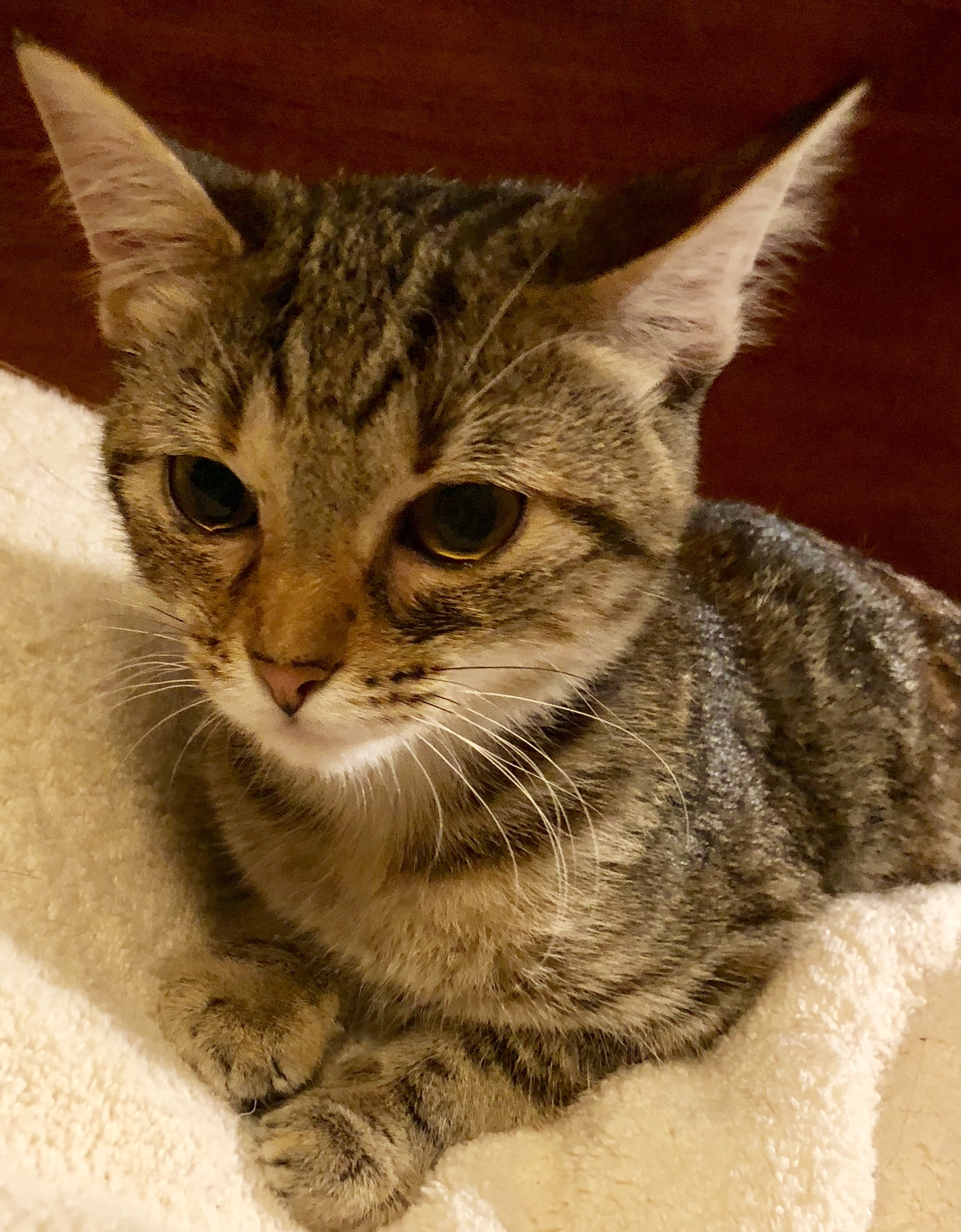Bobby, an adoptable Torbie in Dearborn, MO, 64439 | Photo Image 4