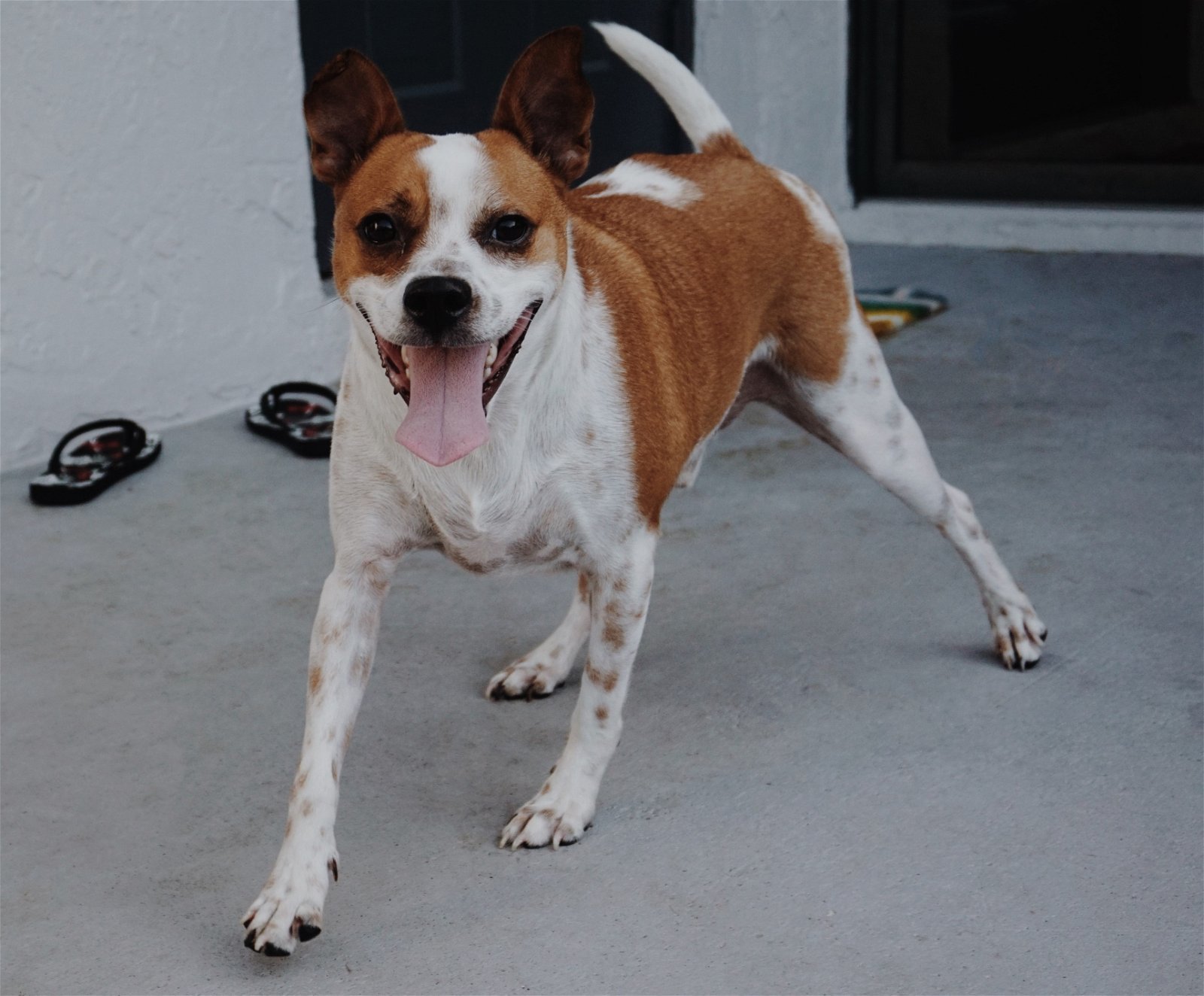 Ike, an adoptable Terrier in Royal Palm Beach, FL, 33411 | Photo Image 1