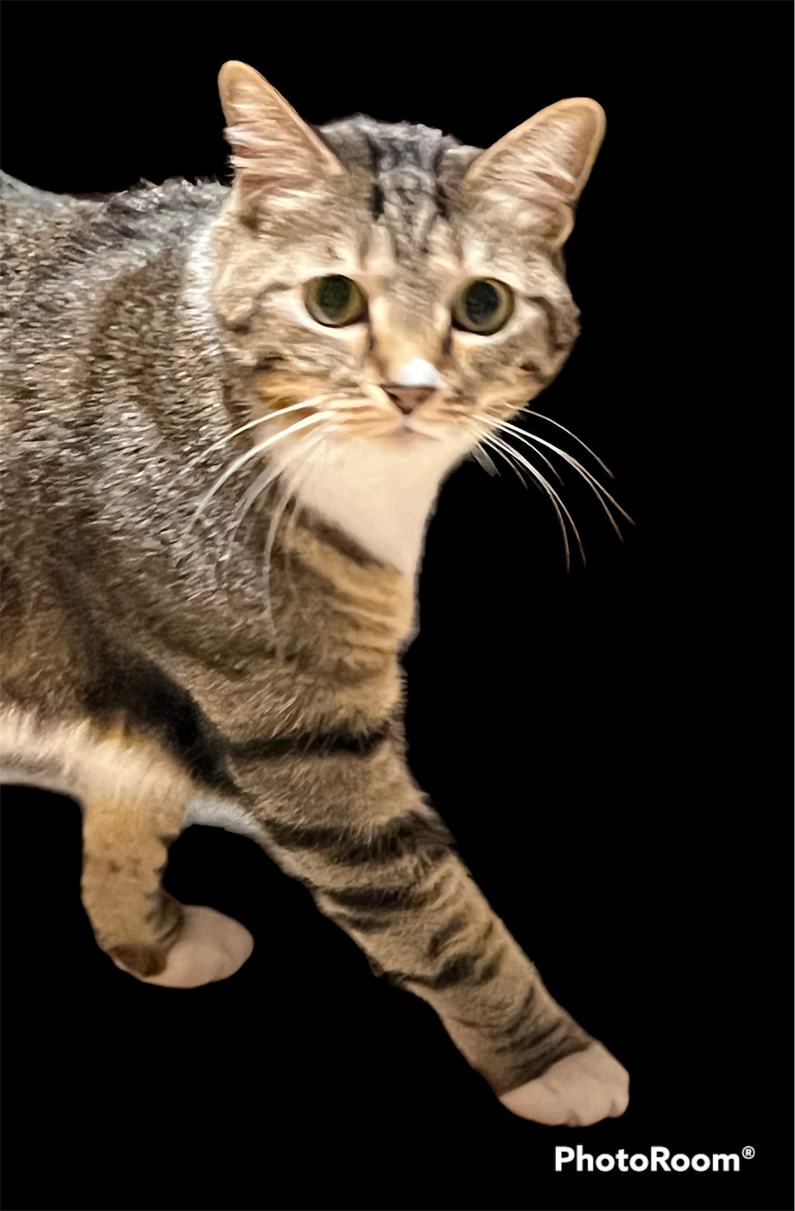 Dara, an adoptable Tabby, Domestic Short Hair in Hallandale, FL, 33008 | Photo Image 1