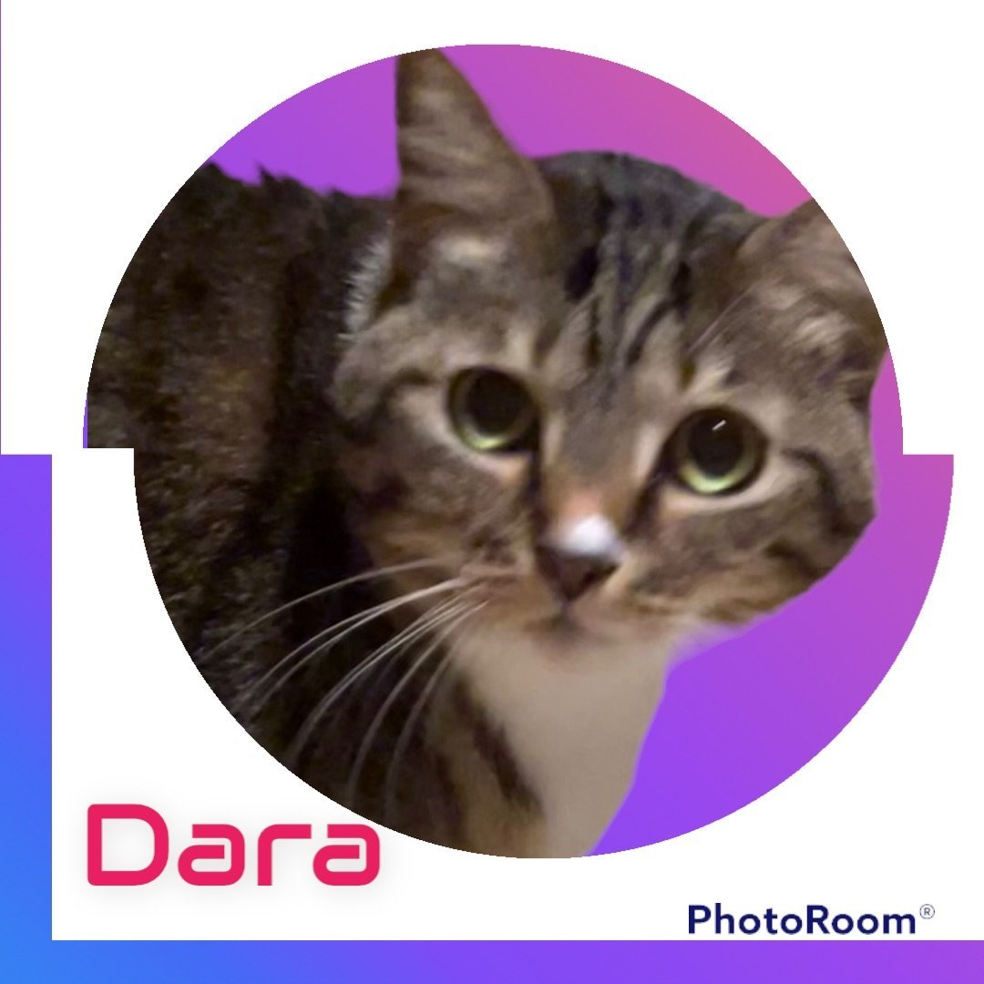 Dara, an adoptable Tabby, Domestic Short Hair in Hallandale, FL, 33008 | Photo Image 2
