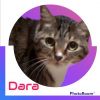 Dara photo 2