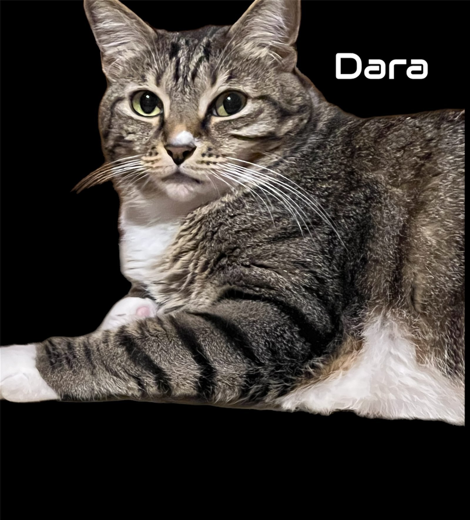 Dara, an adoptable Tabby, Domestic Short Hair in Hallandale, FL, 33008 | Photo Image 3