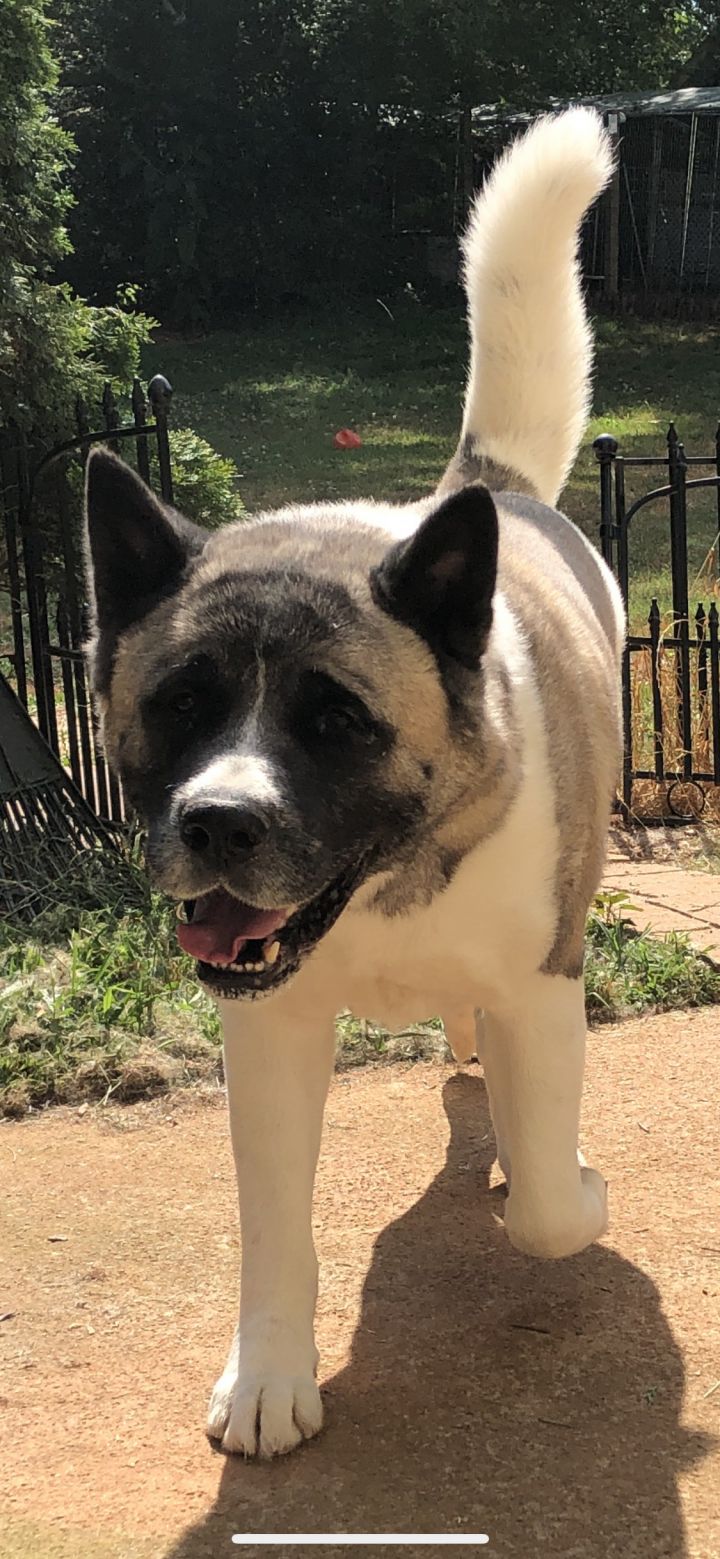 Dog for adoption - Gino, an Akita in Snellville, GA | Petfinder