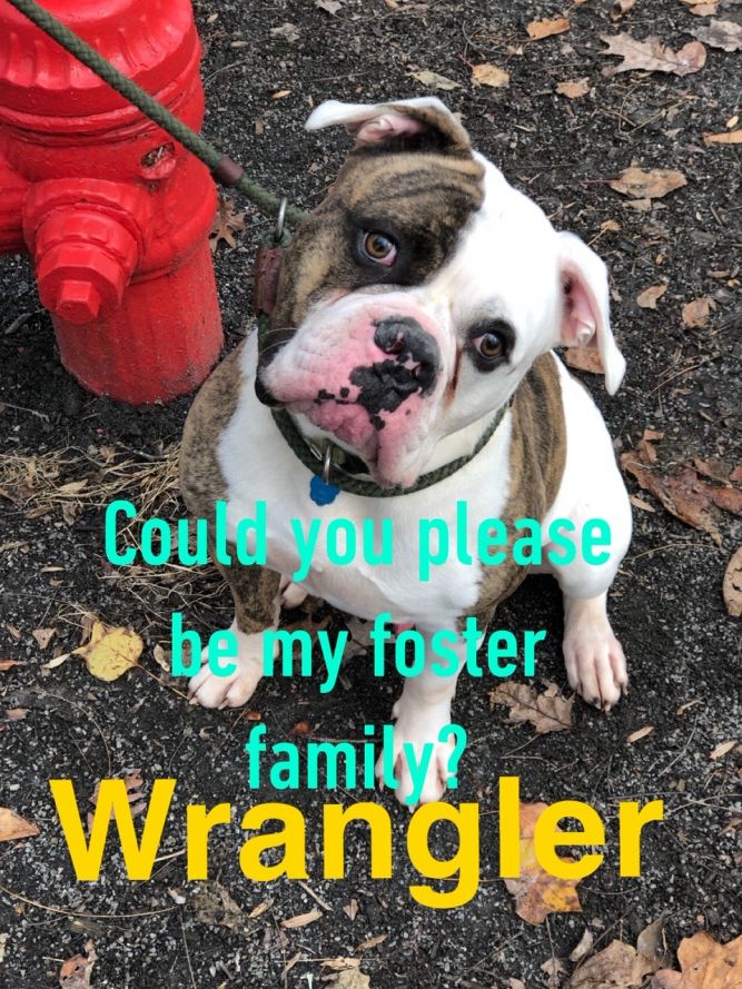 Wrangler, now in foster home!