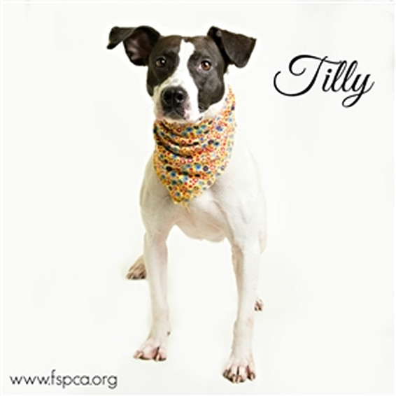 Tilly 1