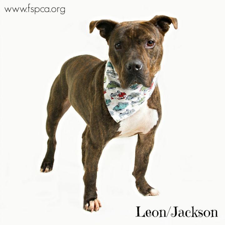 Leon / Jackson 2