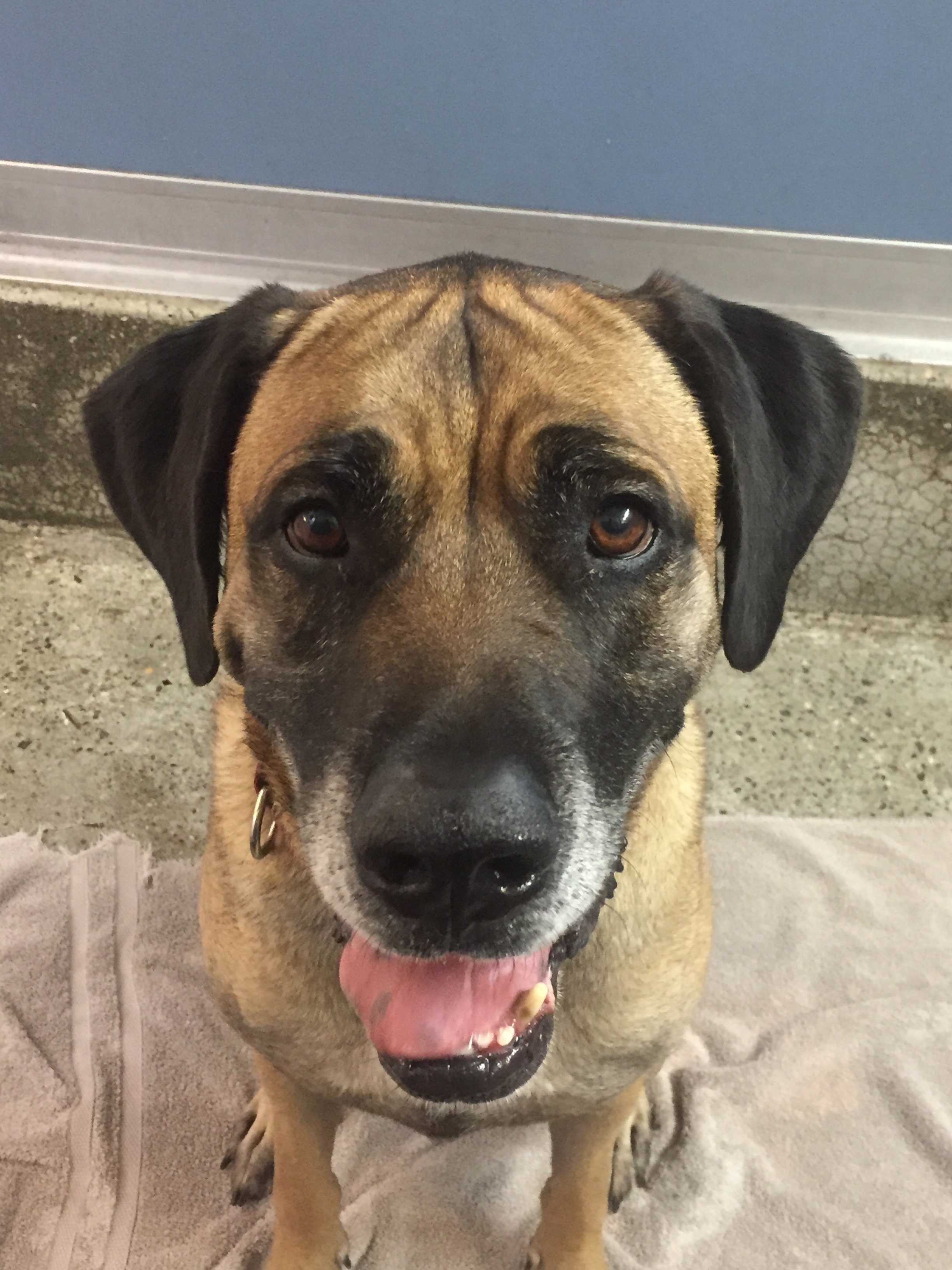 Pops, an adoptable Mastiff in Burbank, CA, 91505 | Photo Image 1