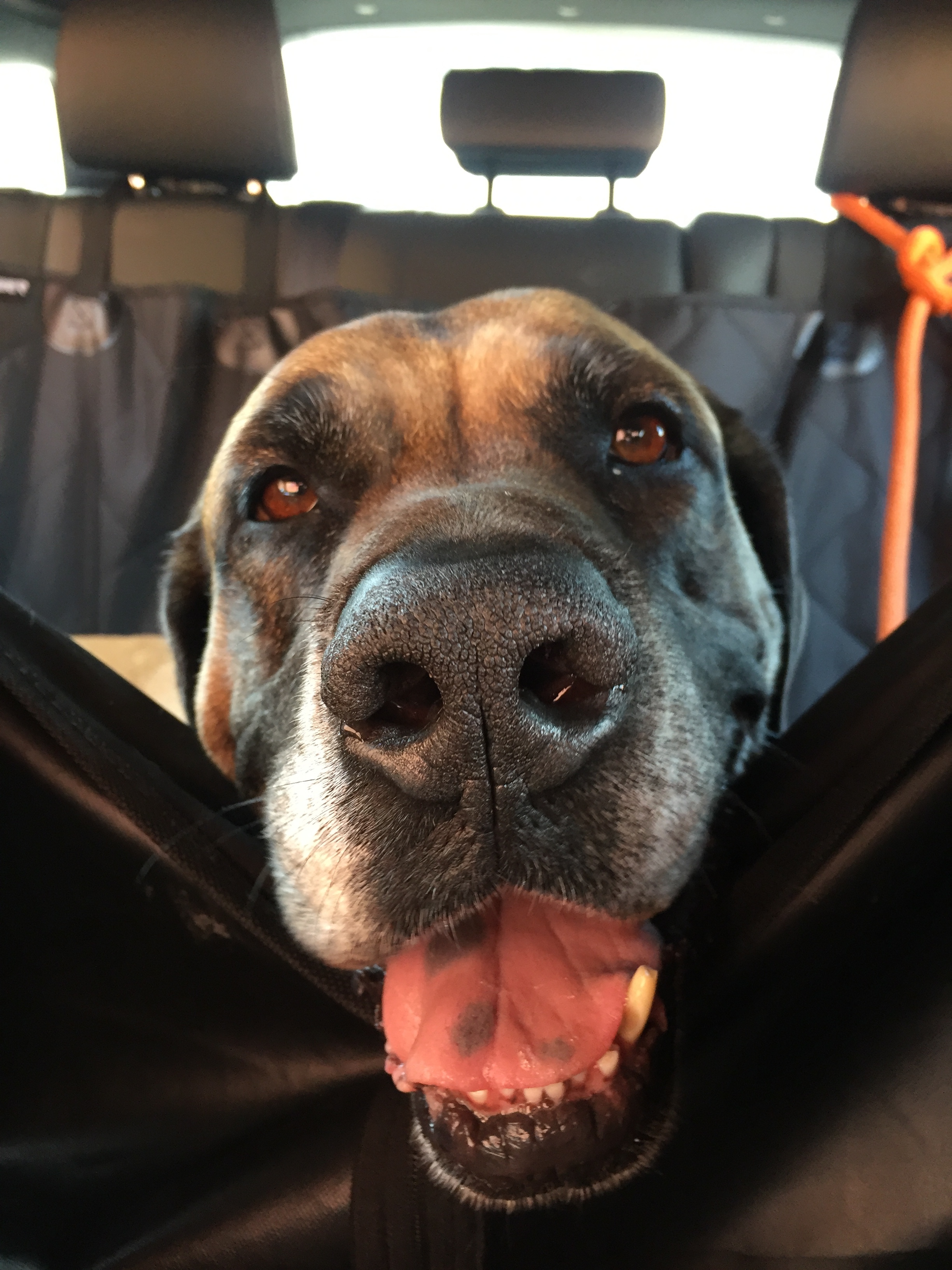 Pops, an adoptable Mastiff in Burbank, CA, 91505 | Photo Image 2