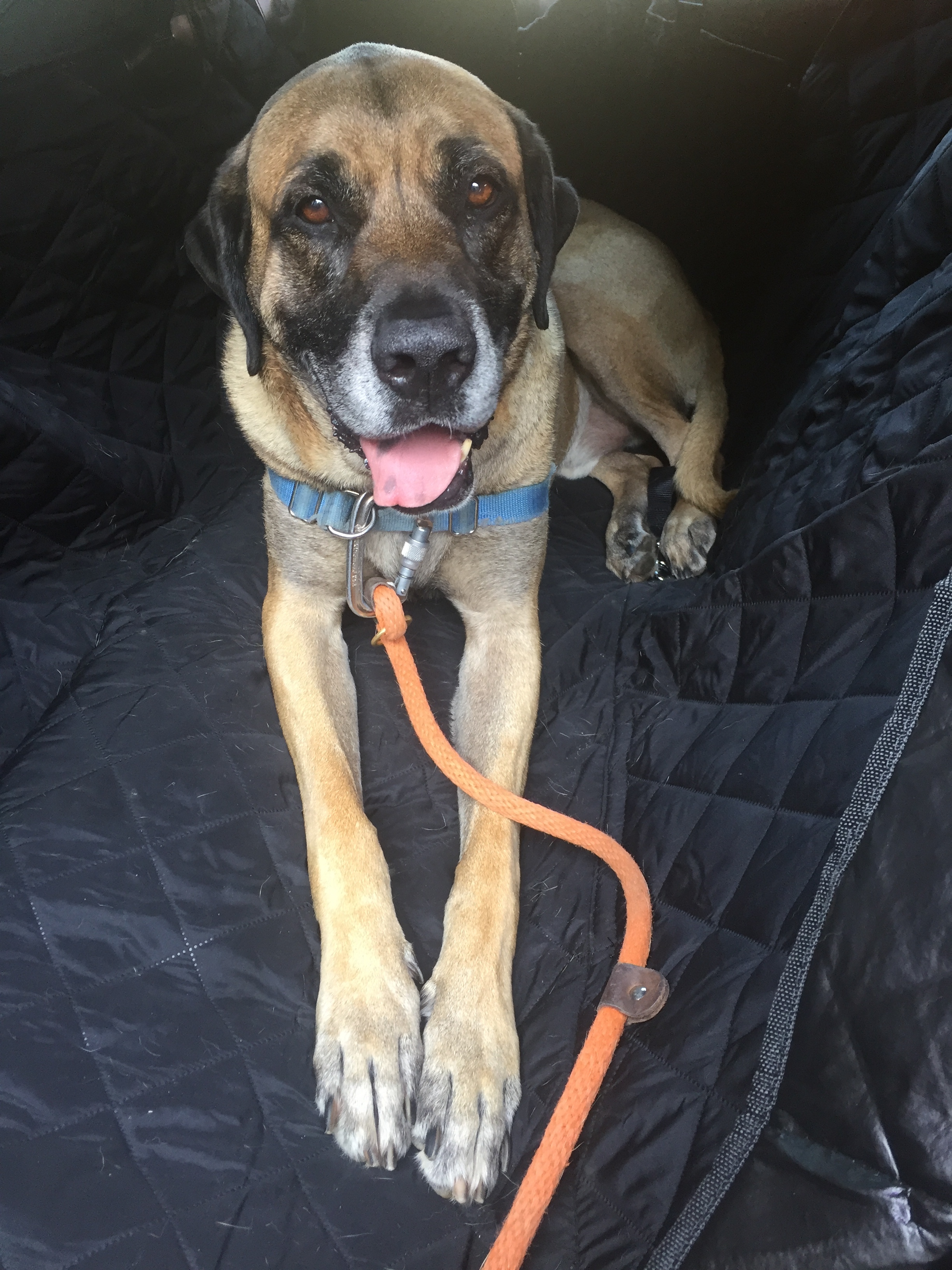 Pops, an adoptable Mastiff in Burbank, CA, 91505 | Photo Image 3