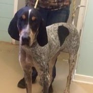 Flynn, an adoptable Coonhound in Richmond, VA, 23233 | Photo Image 1