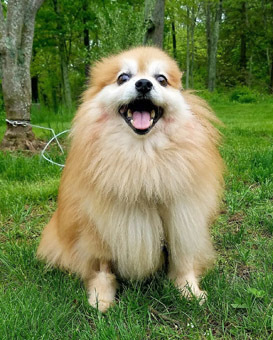 Foxy, an adopted Pomeranian in New York, NY_image-1