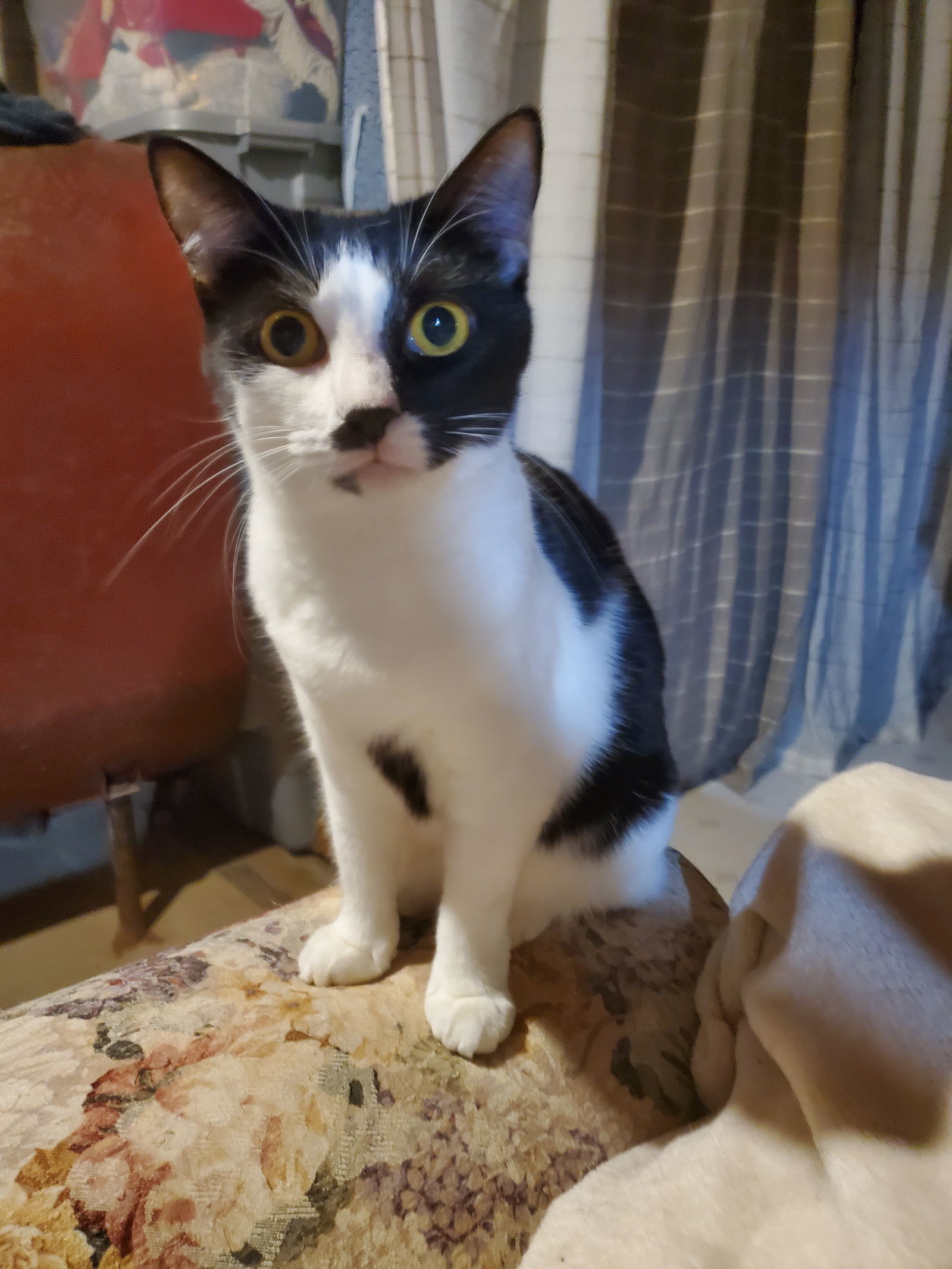 Panna-Courtesy Post!, an adoptable Domestic Short Hair in Spring City, PA, 19475 | Photo Image 1