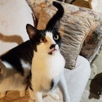 Panna-Courtesy Post!, an adoptable Domestic Short Hair in Spring City, PA, 19475 | Photo Image 2