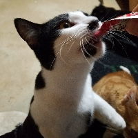 Panna-Courtesy Post!, an adoptable Domestic Short Hair in Spring City, PA, 19475 | Photo Image 3