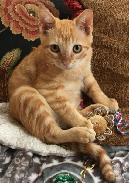Cheeto, an adopted Tabby & Domestic Short Hair Mix in Reston, VA_image-2
