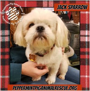 Jack Sparrow ADOPTION PENDING