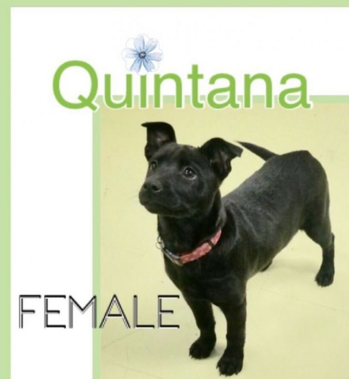Quintana 6