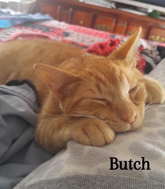 Butch 3