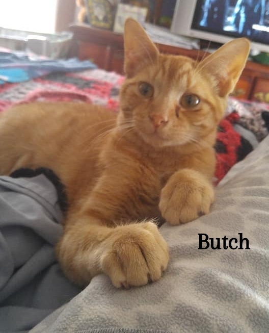 Butch 6